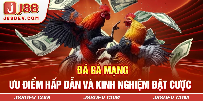 Đá Gà Mạng - Ưu Điểm Hấp Dẫn Và Kinh Nghiệm Đặt Cược